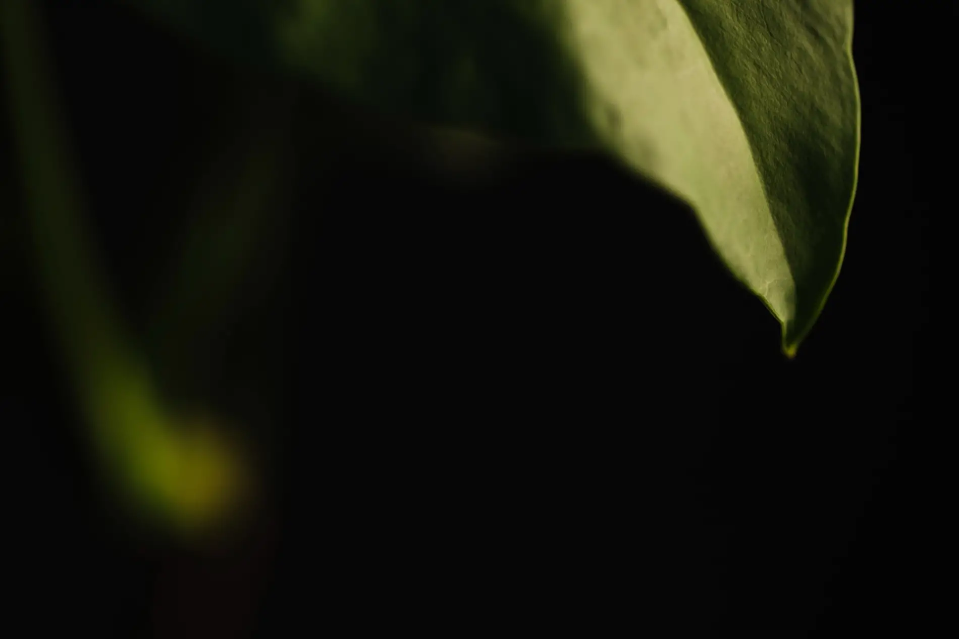 Feuilles vertes et luxuriantes symbolisant le renouveau après une purification de maison.