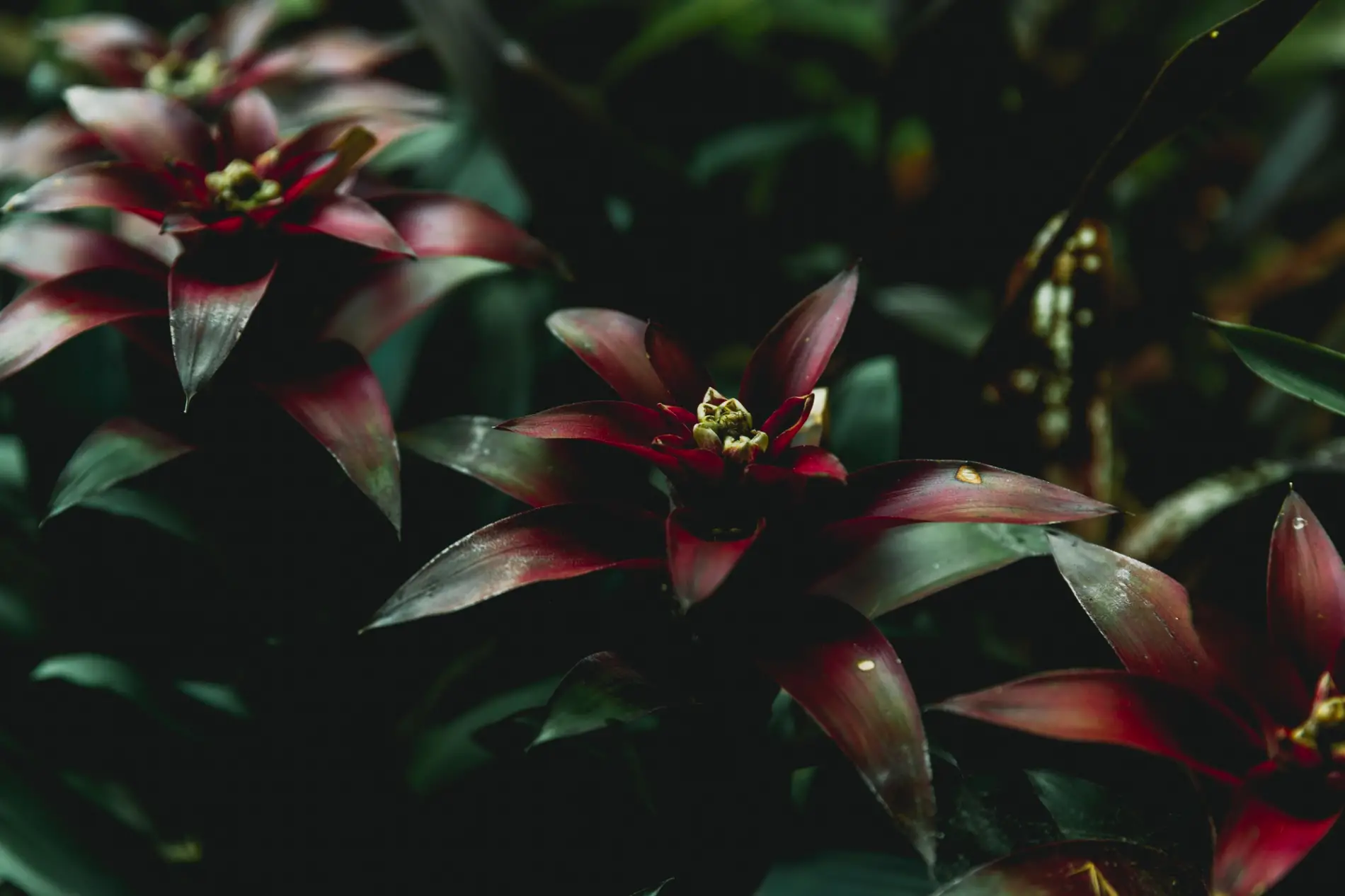 Fleurs rouges exotiques symbolisant la passion et la force de l'esprit guerrier Ogou Feray